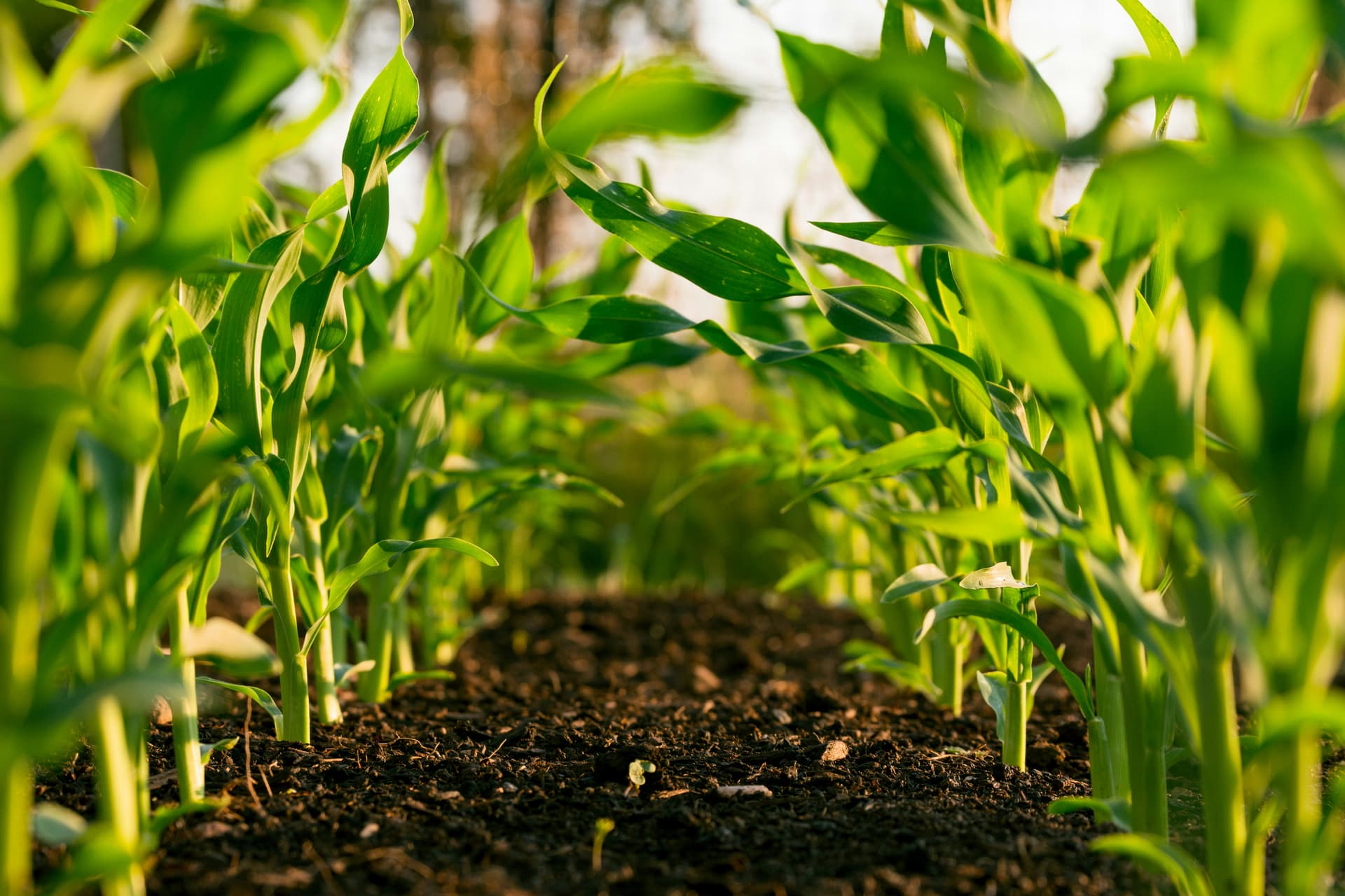 Farmers at the Center of the CBG Economy